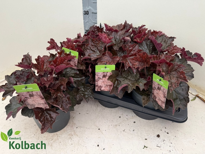 <h4>HEUCH MI PALACE PURP</h4>