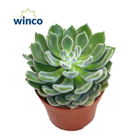 <h4>Echeveria Green Velvet</h4>