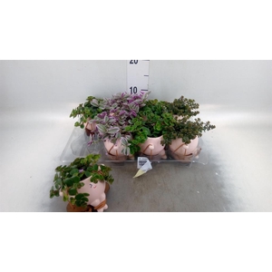Arr.   Kamerplant Groen L%