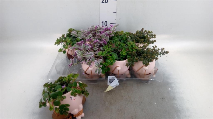 <h4>Arr.   Kamerplant Groen L%</h4>