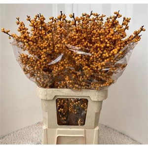 Ilex Ve Gold Verboom