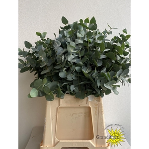Cinerea Short Super GF