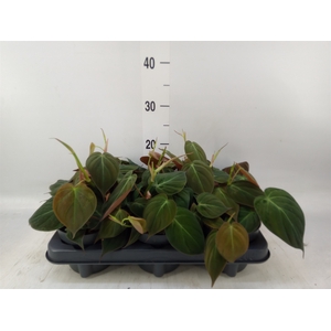 Philodendron scand. subsp. micans