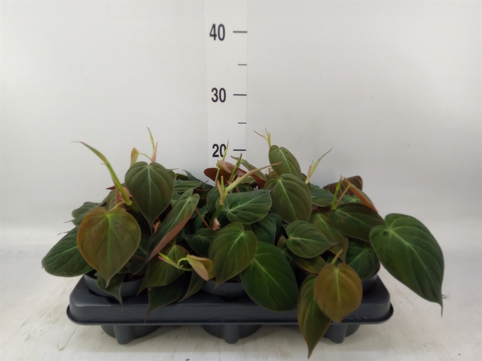 <h4>Philodendron scand. subsp. micans</h4>