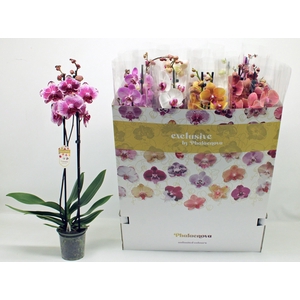 PHAL GEM 10 KL