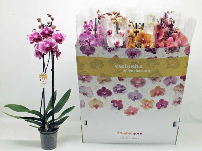 <h4>PHAL GEM 10 KL</h4>