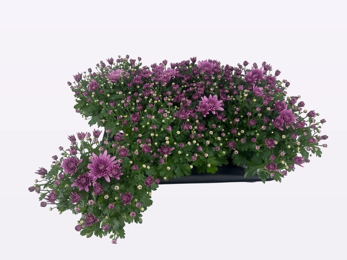 <h4>CHRY HOMERUN PINK</h4>