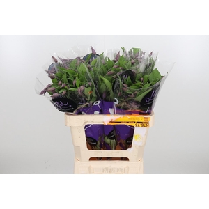 Clem Di Bl Pirouette