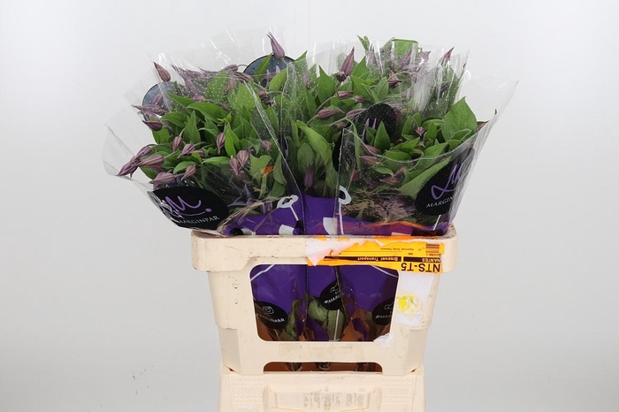 <h4>Clem Di Bl Pirouette</h4>