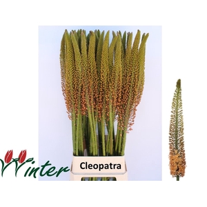 Eremurus Cleopatra Mts J Winter
