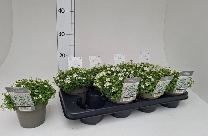 <h4>HUTCHINSIA ALPINA</h4>