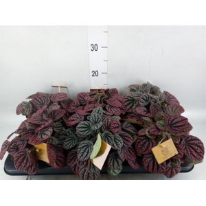 Peperomia
