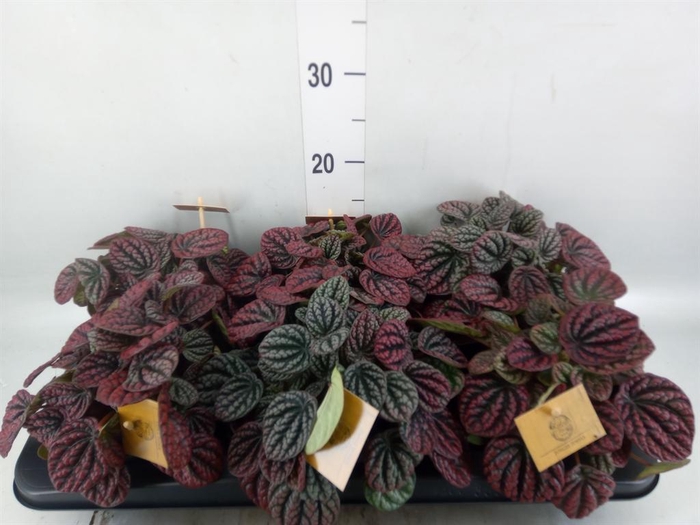 <h4>Peperomia</h4>