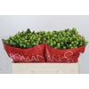 Hypericum Lucky Romance