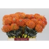 Nutans Ayoba Peach
