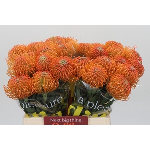 Nutans Ayoba Peach