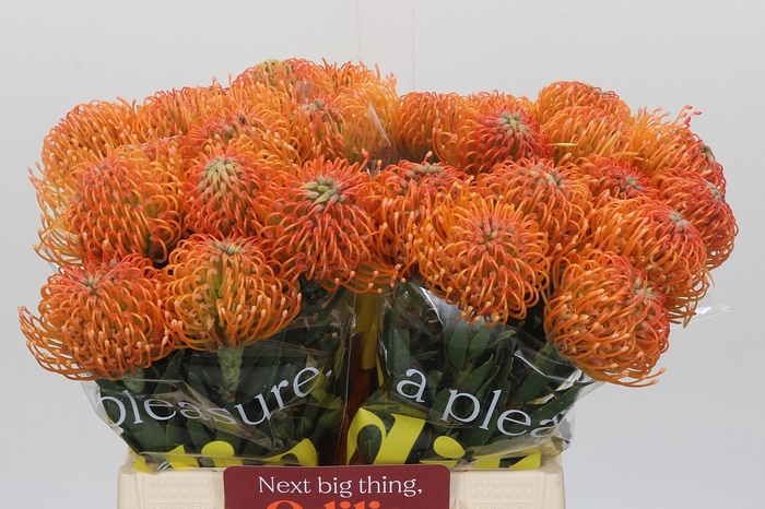 Nutans Ayoba Peach