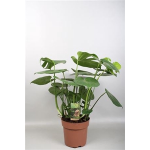 Monstera Deliciosa