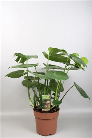 Monstera Deliciosa