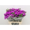 Dianthus Ba Am Neon Purple