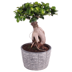 Ficus Mi Ginseng Keramiek Rustic Touch