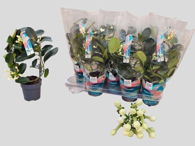 <h4>STEPH FL OV</h4>