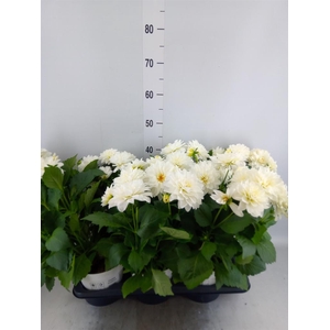 Dahlia  'Dahlinova Hypnot White'