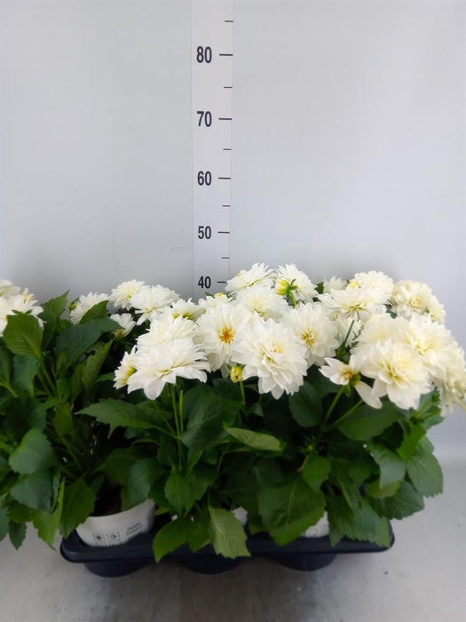 <h4>Dahlia  'Dahlinova Hypnot White'</h4>