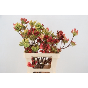 RHODO OV