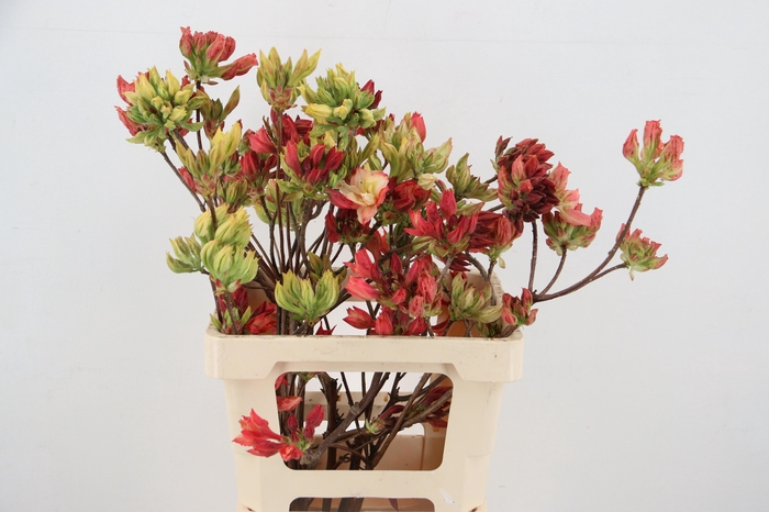 <h4>RHODO OV</h4>