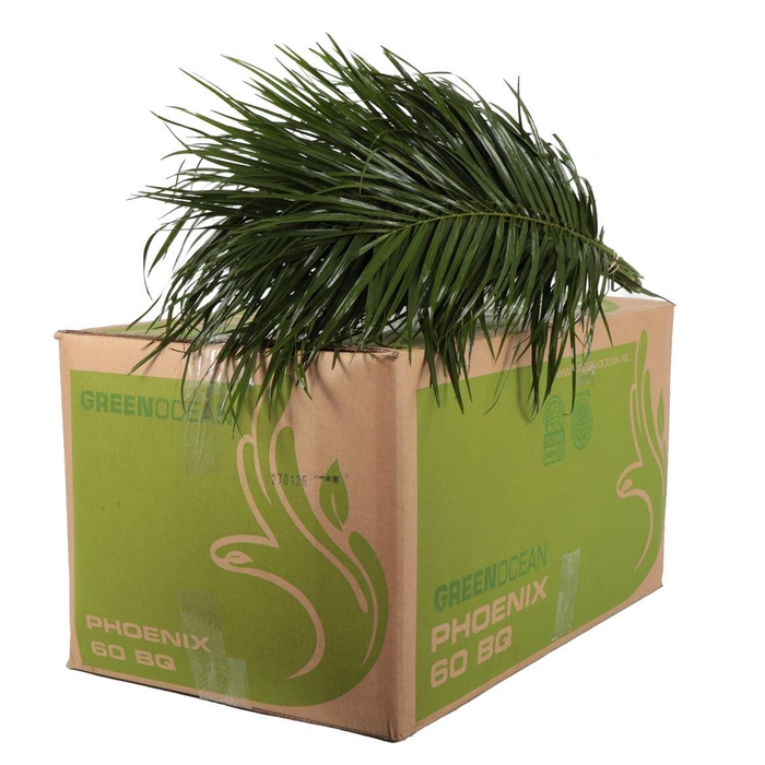 <h4>Roebelinii Mbx</h4>