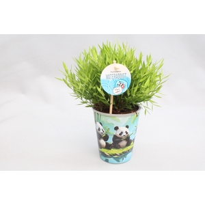 Bamusa Pogonatherum 'Monica in Aquapot