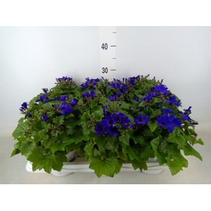 Pericallis cr. 'Senetti Blue Deep'