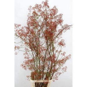 ROSA MAG PEARL 175CM
