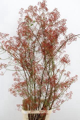 <h4>ROSA MAG PEARL 175CM</h4>
