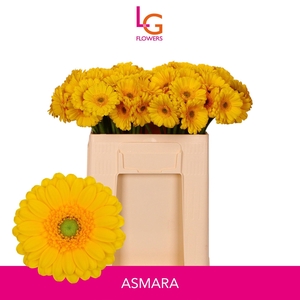 GE MI ASMARA