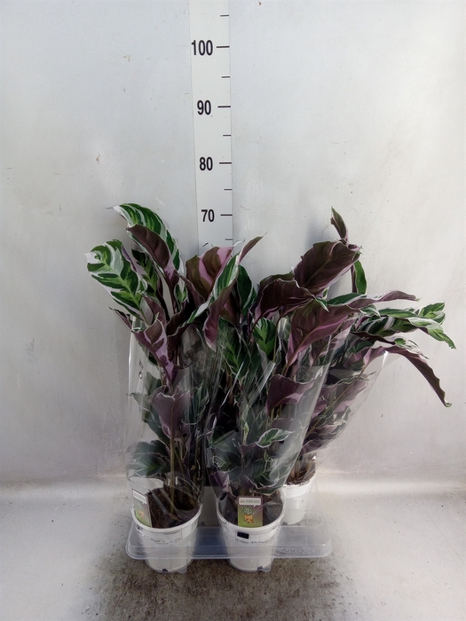 <h4>Calathea  'Fusion White'</h4>