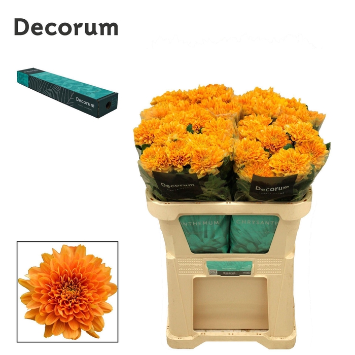 <h4>CHRYSANTHEMUM PL 'KALIMBA ORANGE'</h4>