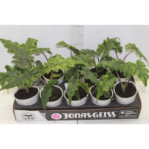 ALOCASIA JACKLYN P12