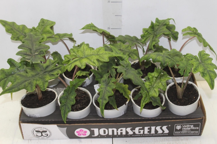 <h4>ALOCASIA JACKLYN P12</h4>