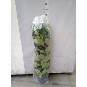 Tetrastigma voinierianum