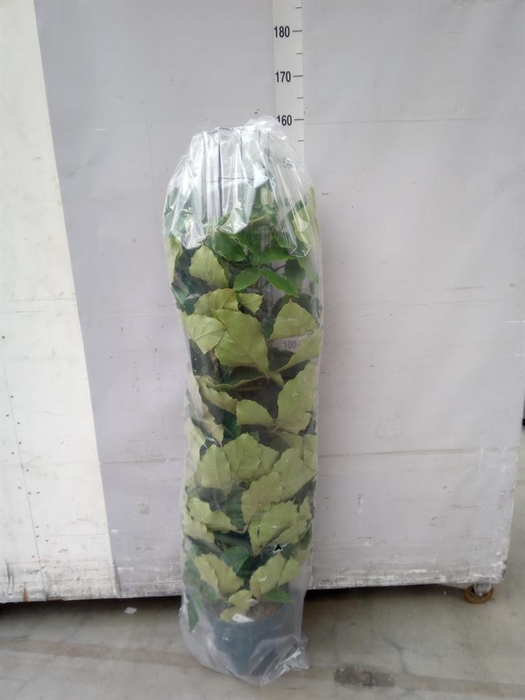 <h4>Tetrastigma voinierianum</h4>