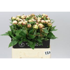 Paeonia Elsa Sass