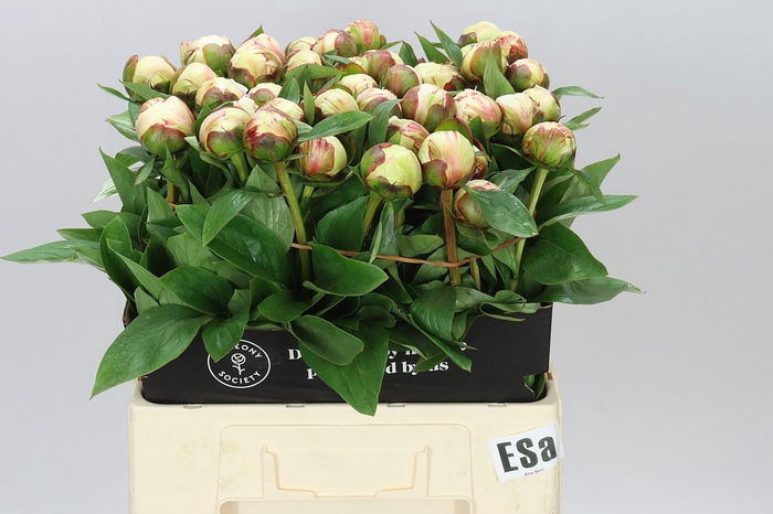 <h4>Paeonia Elsa Sass</h4>