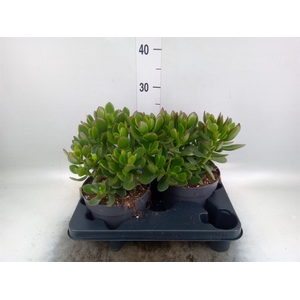 Crassula 'Minova Magic'