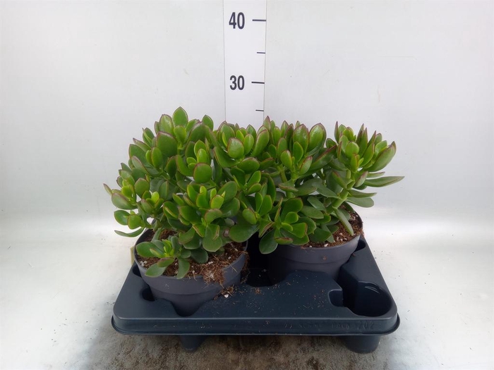 <h4>Crassula  'Minova Magic'</h4>