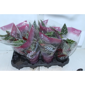 BEGONIA MACULATA SPOTLIGHT GREEN P13