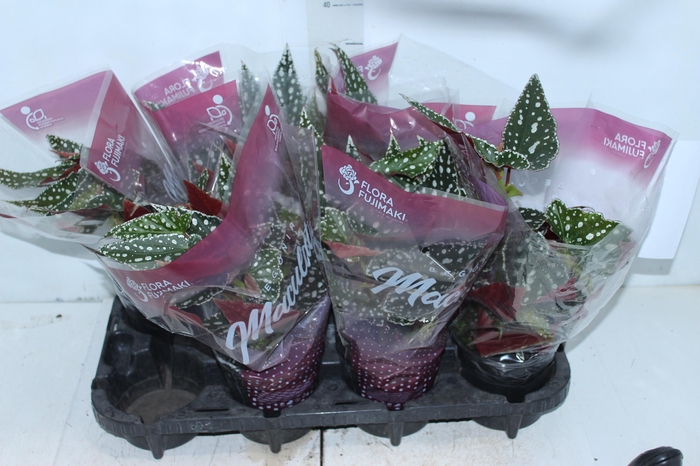 <h4>BEGONIA MACULATA SPOTLIGHT GREEN P13</h4>