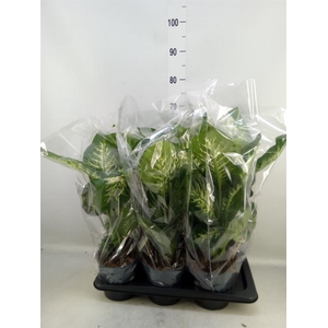 Dieffenbachia seg. 'Reeva'