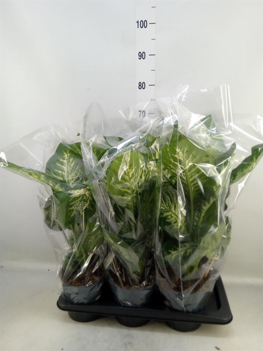 <h4>Dieffenbachia seg. 'Reeva'</h4>